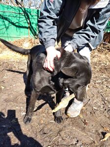 Взрослые Немецкие овчарки