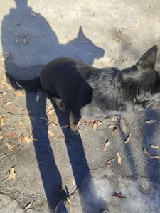 Взрослые Немецкие овчарки