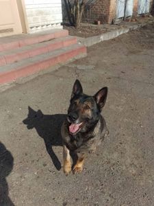 Взрослые Немецкие овчарки