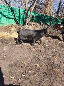 Взрослые Немецкие овчарки