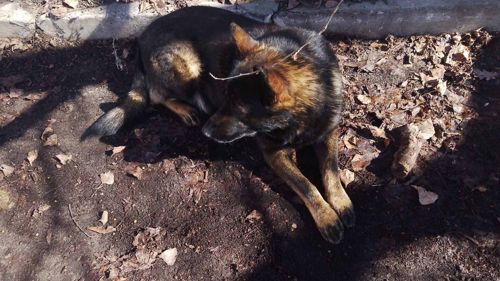 Взрослые Немецкие овчарки