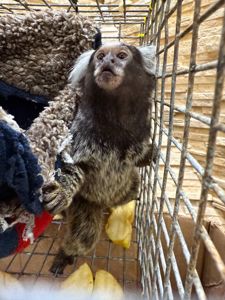 ( игрунка)малюки 3 місяці