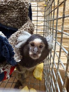 ( игрунка)малюки 3 місяці