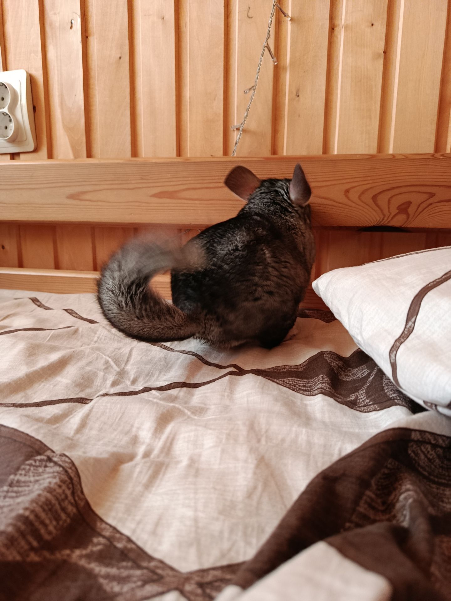 ручна шиншила, хлопчик