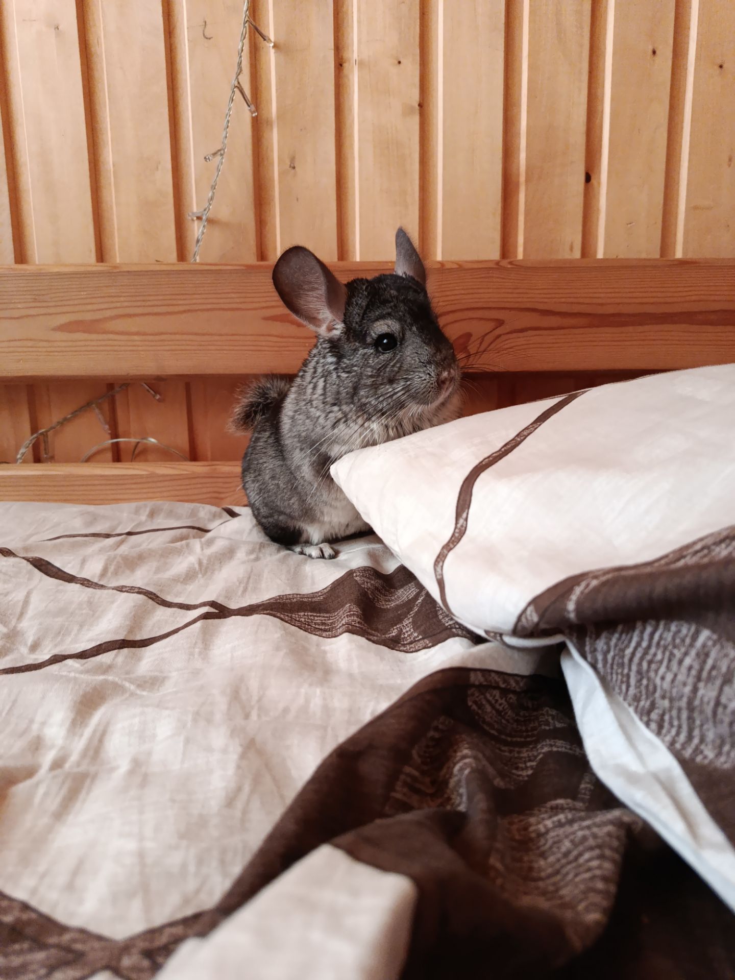 ручна шиншила, хлопчик