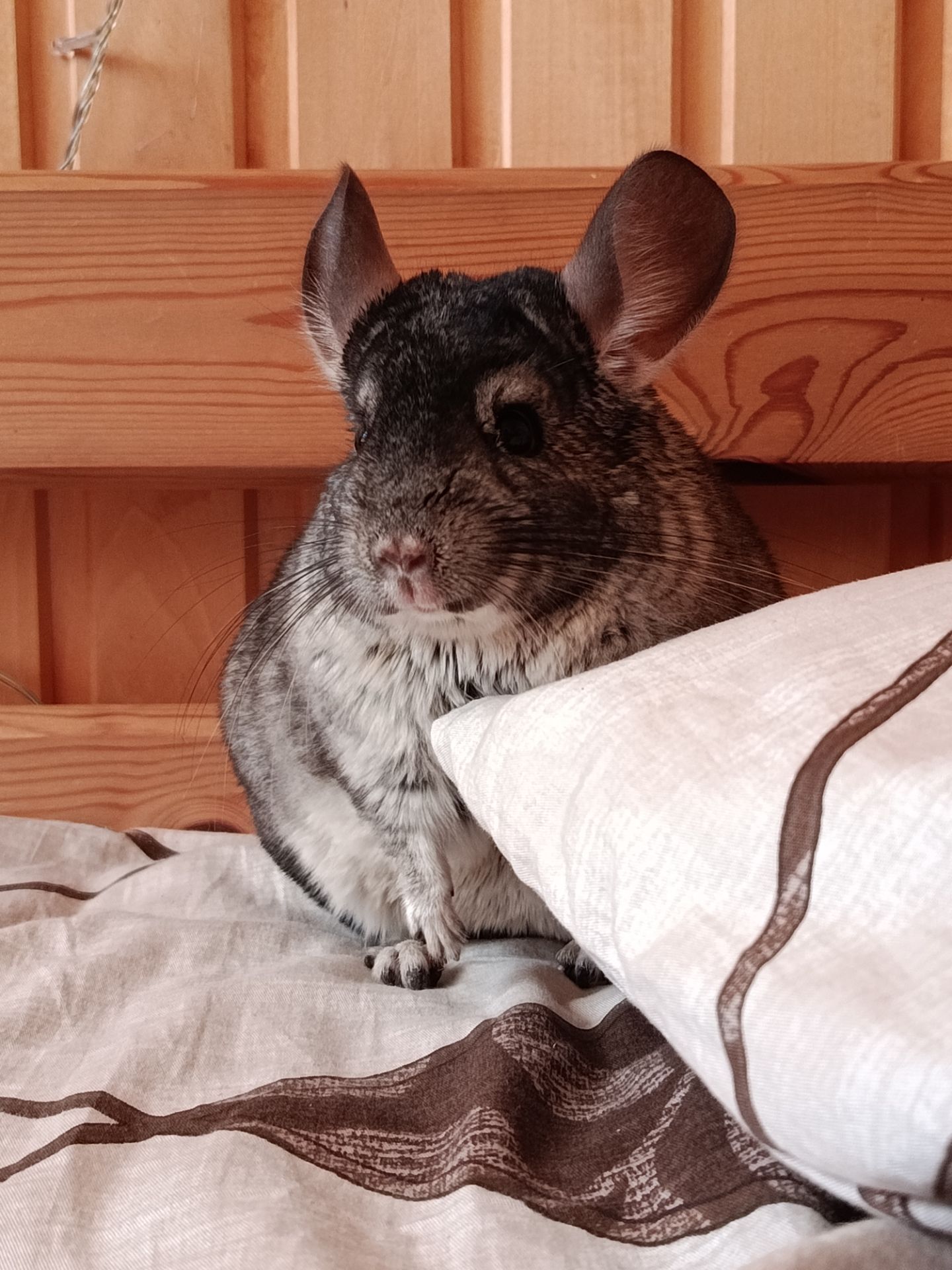 ручна шиншила, хлопчик