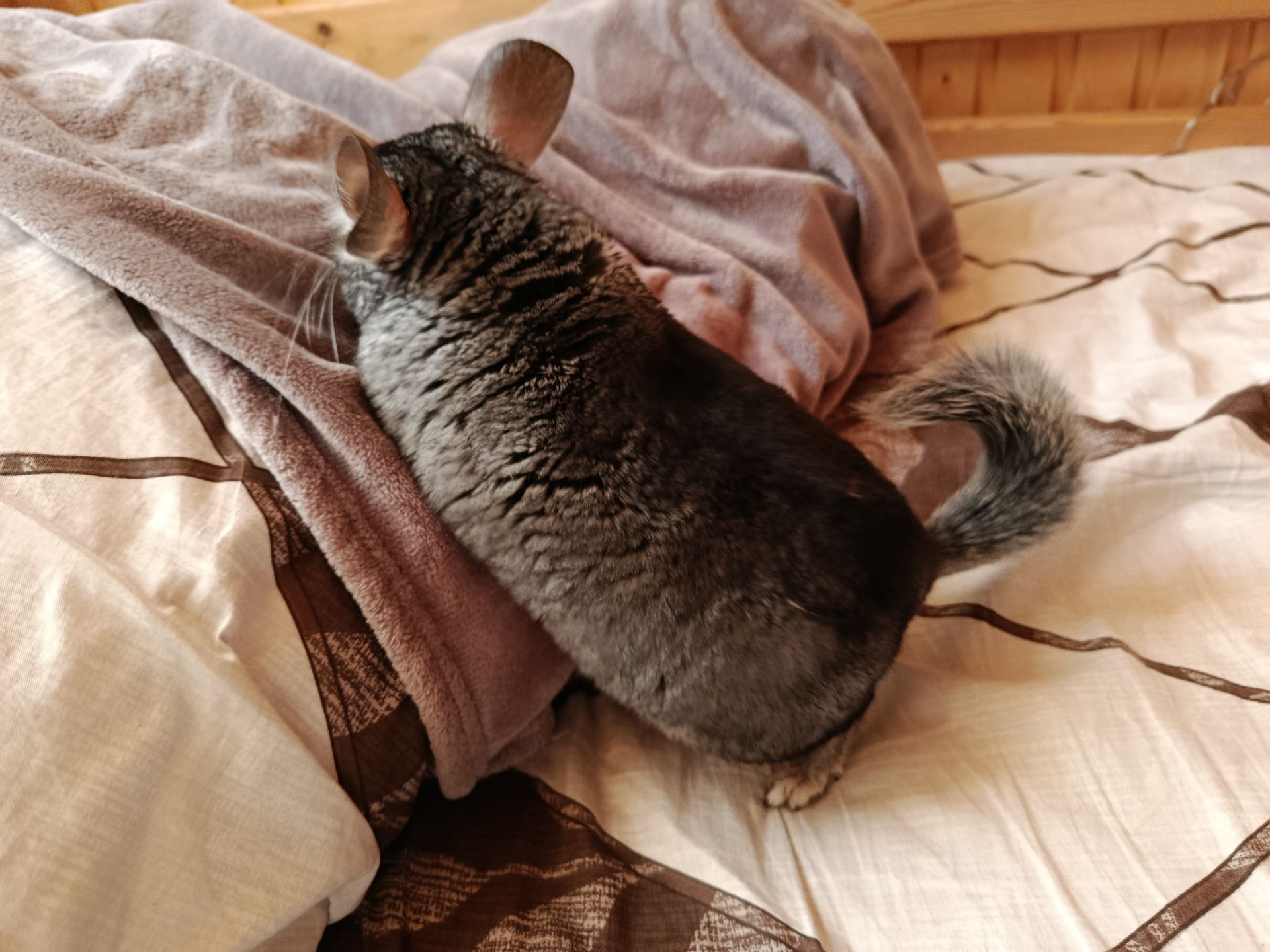 ручна шиншила, хлопчик