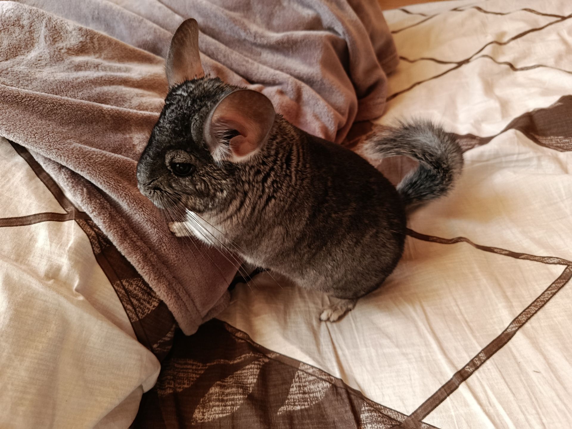 ручна шиншила, хлопчик