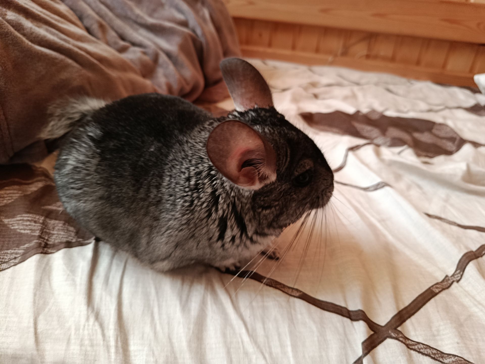 ручна шиншила, хлопчик