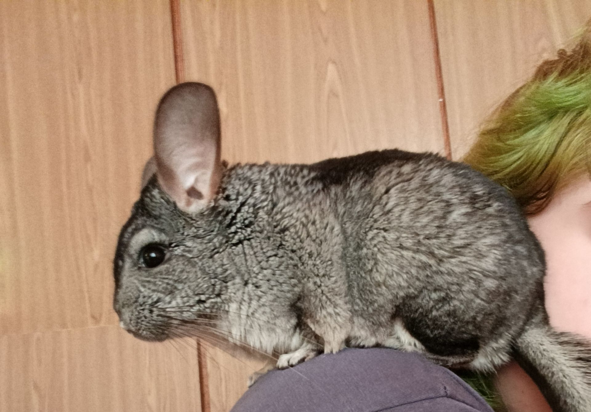 ручна шиншила, хлопчик