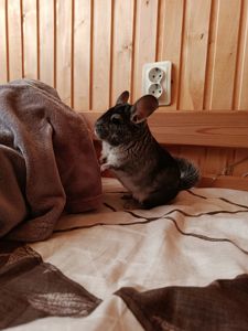 ручна шиншила, хлопчик