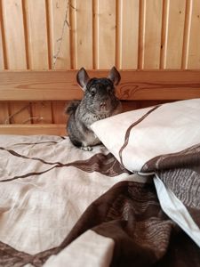 ручна шиншила, хлопчик