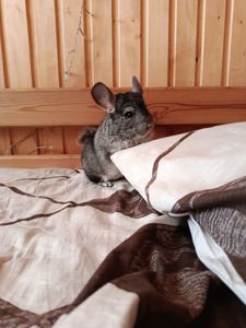 ручна шиншила, хлопчик