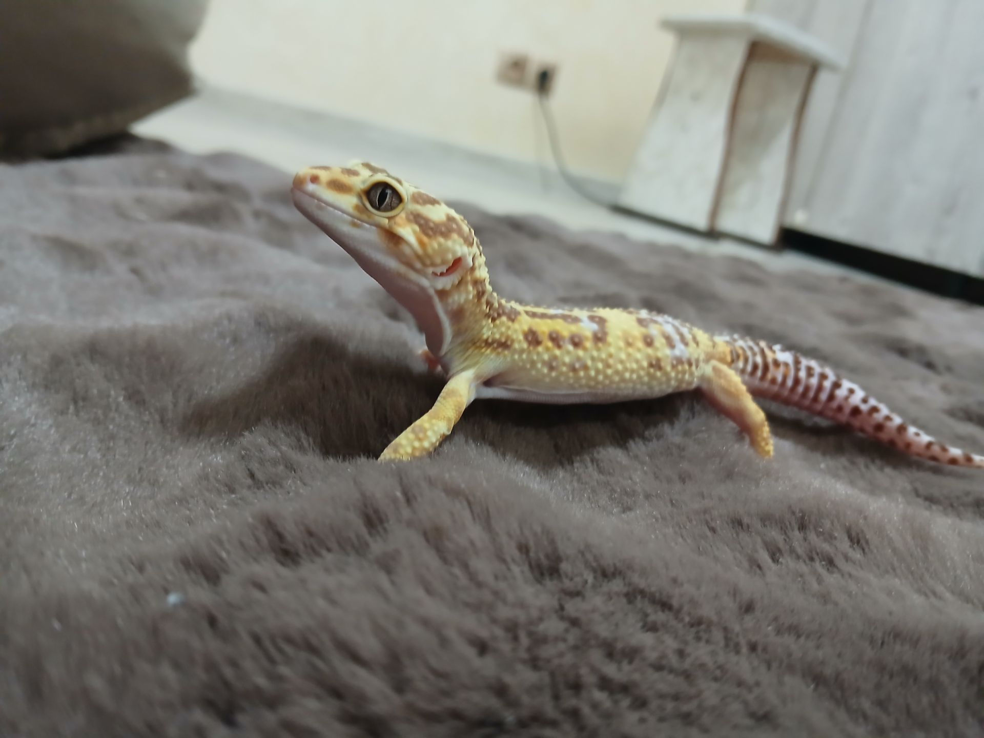 Хлопчик та дівчинка еублифара