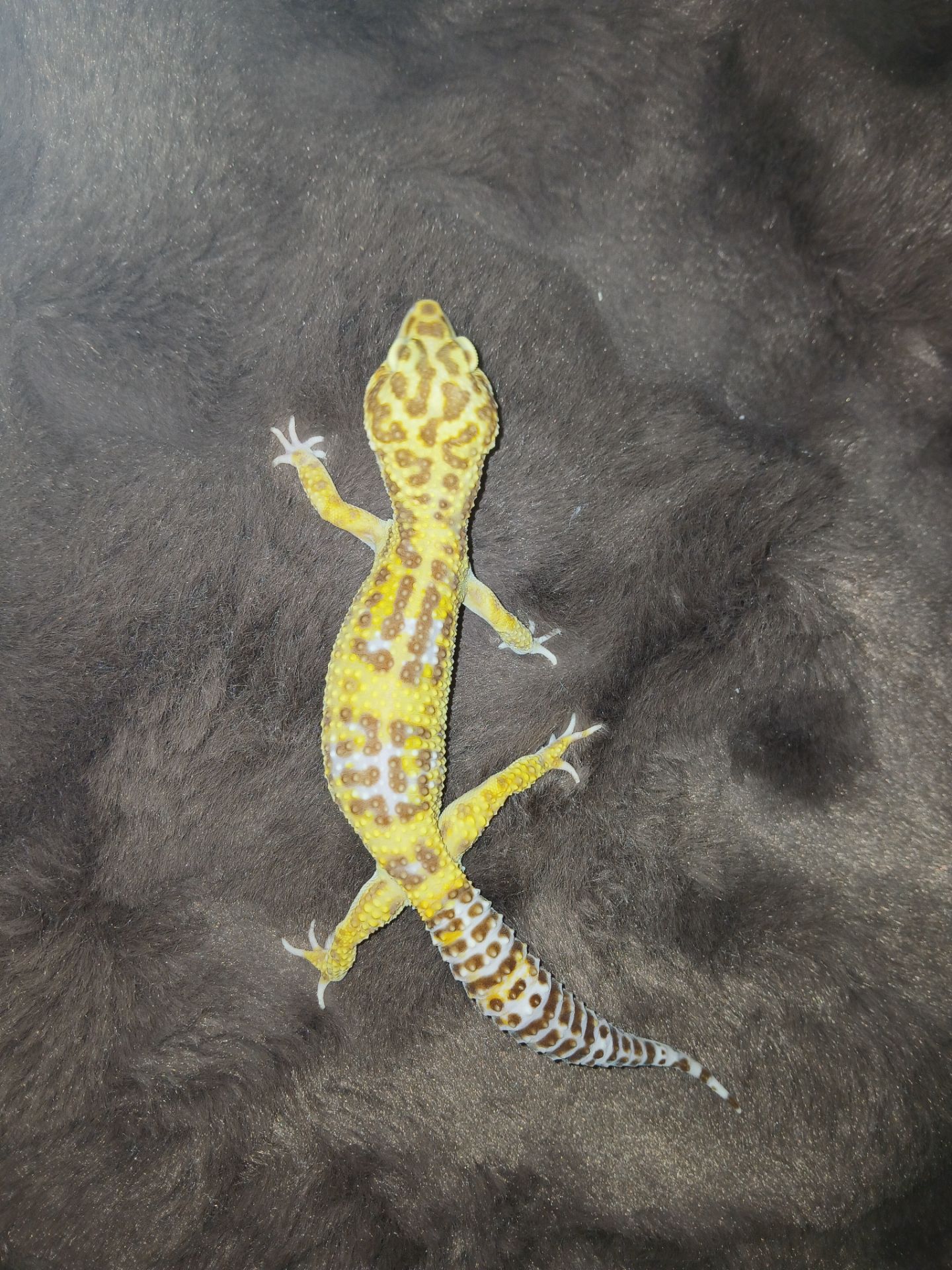 Хлопчик та дівчинка еублифара