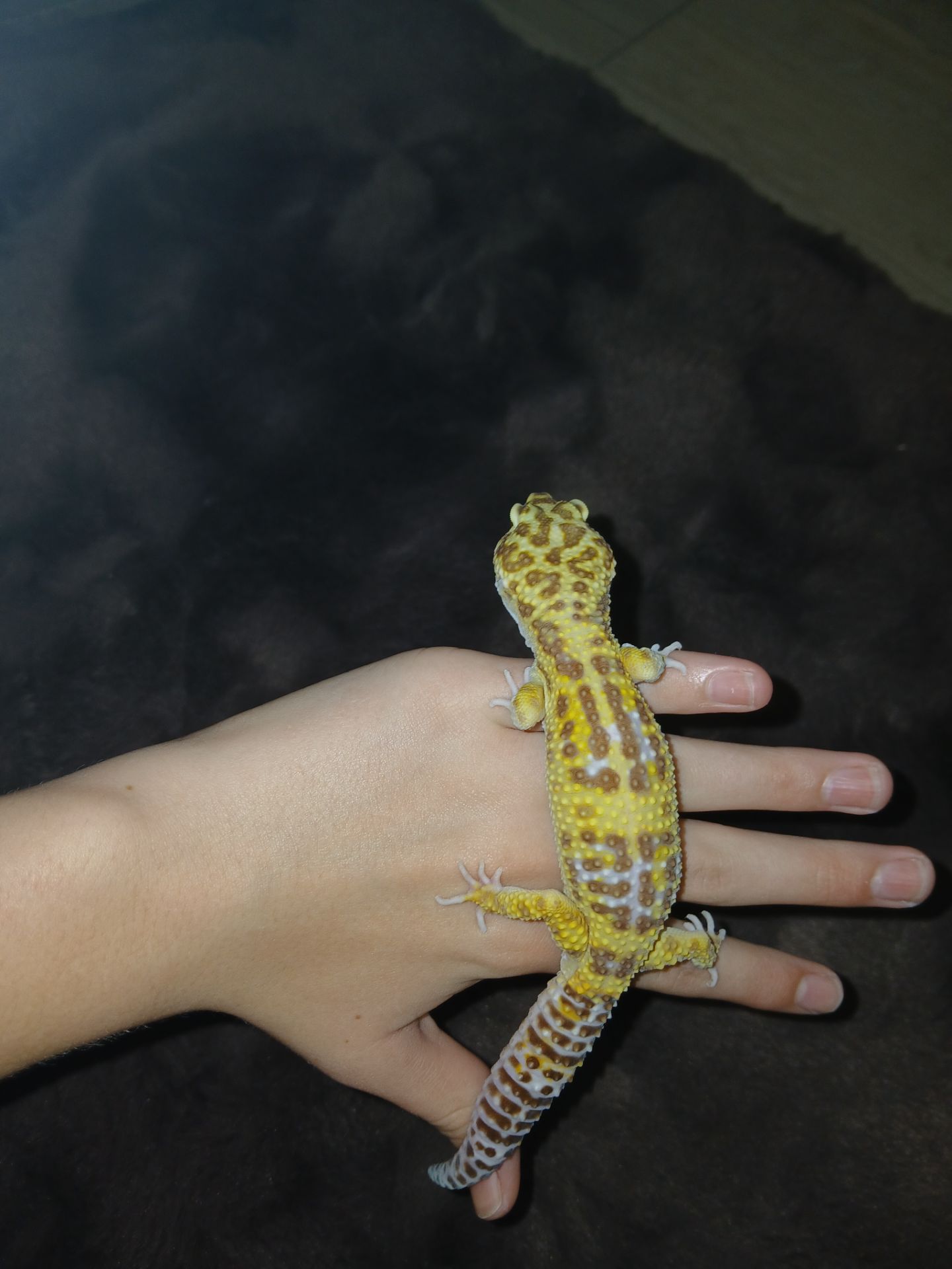 Хлопчик та дівчинка еублифара