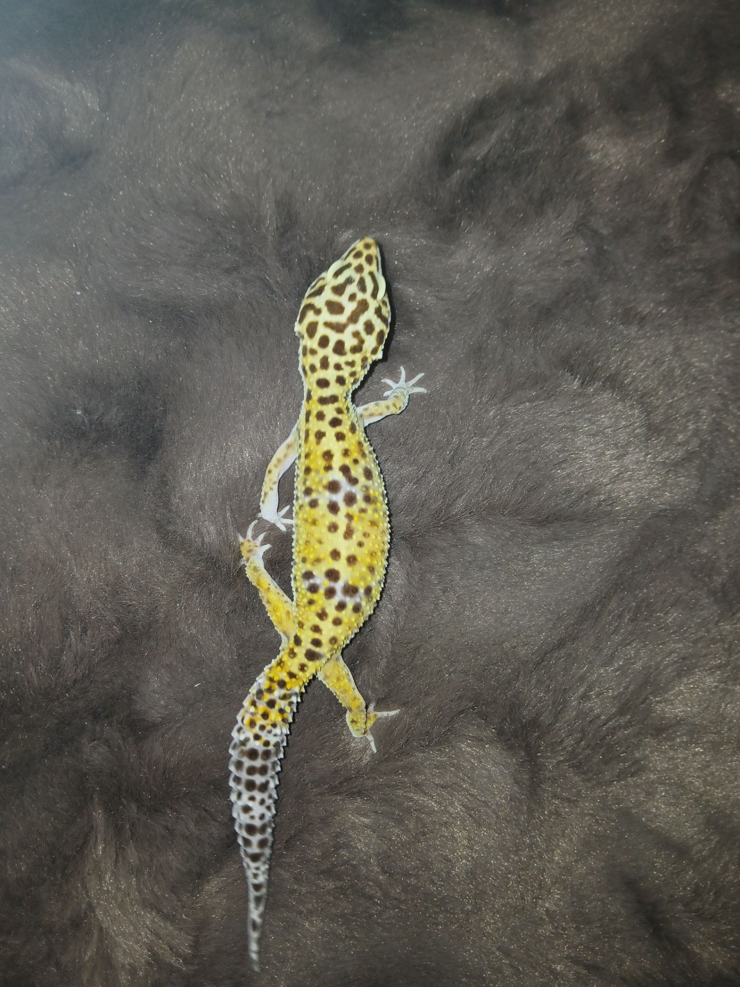 Хлопчик та дівчинка еублифара