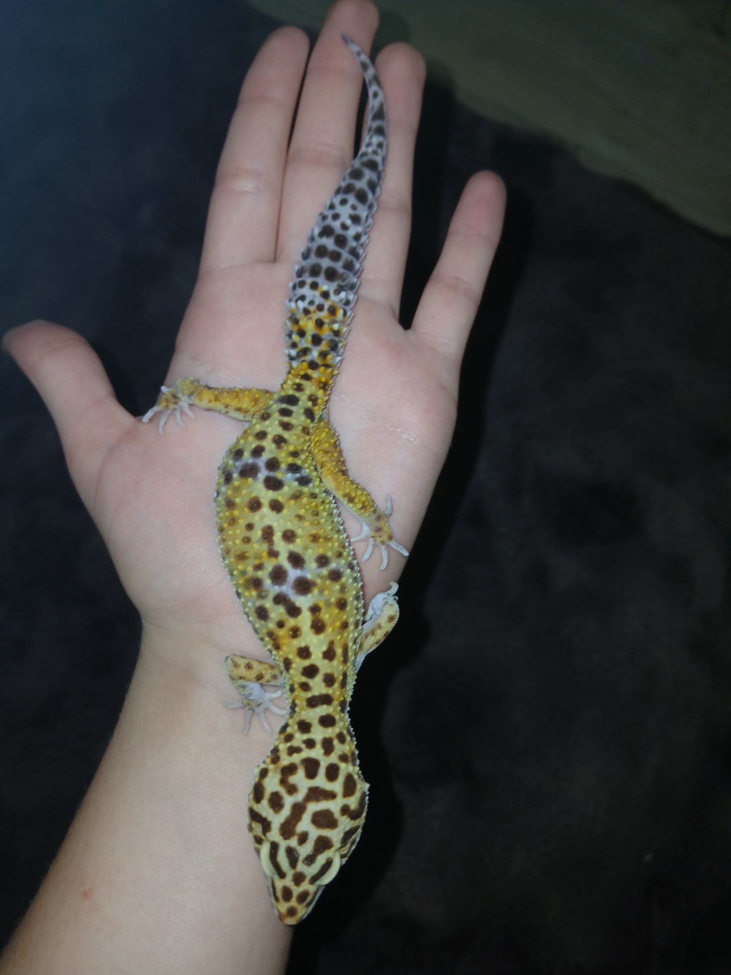 Хлопчик та дівчинка еублифара