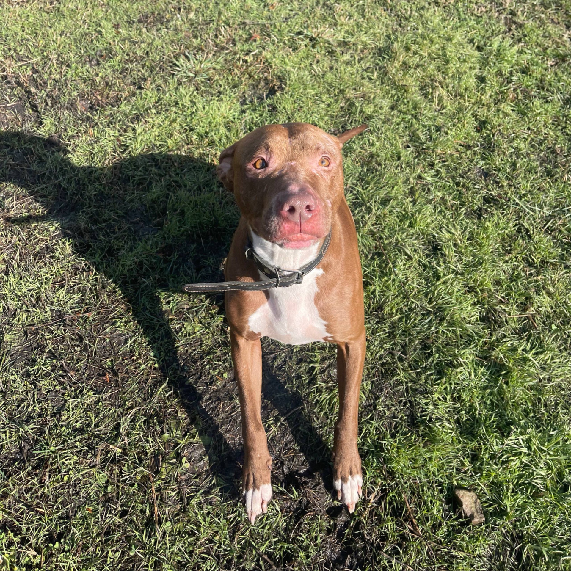 Взрослая девочка бультерьер 4 года документов нет