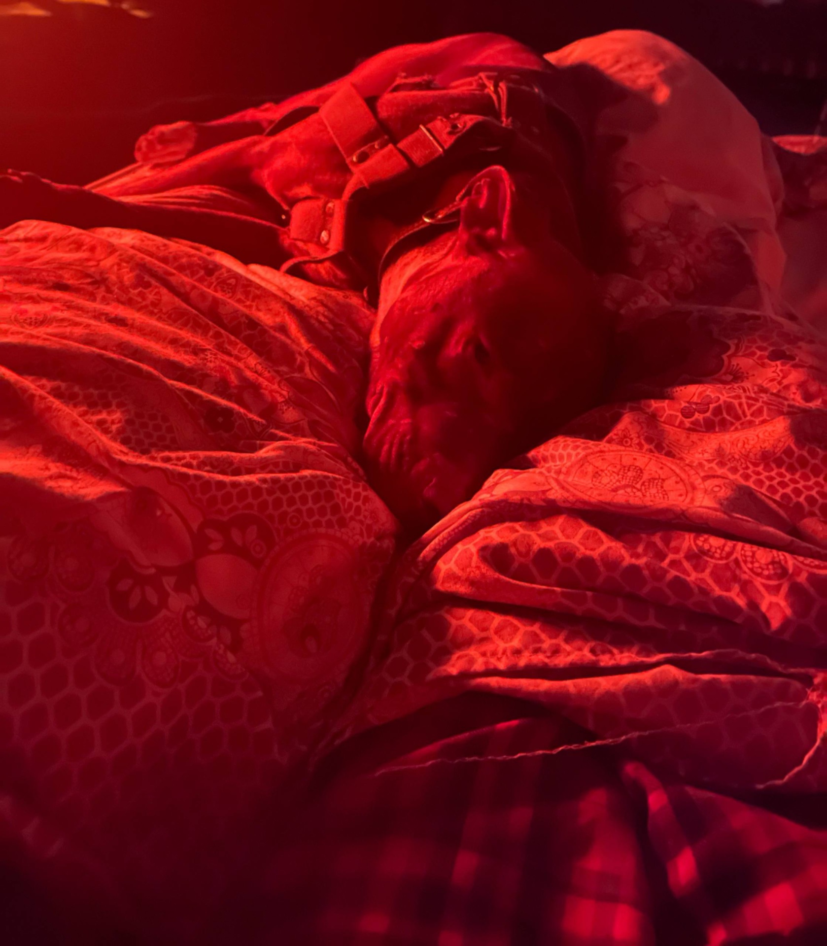 Взрослая девочка бультерьер 4 года документов нет