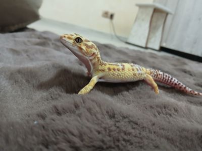 Хлопчик та дівчинка еублифара