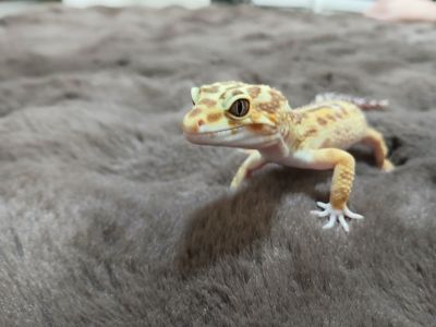 Хлопчик та дівчинка еублифара