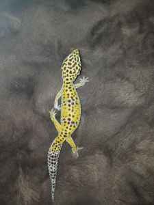 Хлопчик та дівчинка еублифара