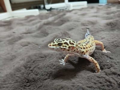 Хлопчик та дівчинка еублифара