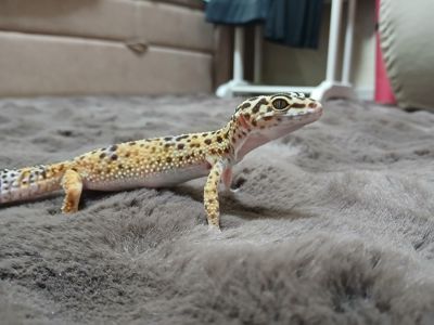 Хлопчик та дівчинка еублифара