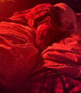 Взрослая девочка бультерьер 4 года документов нет