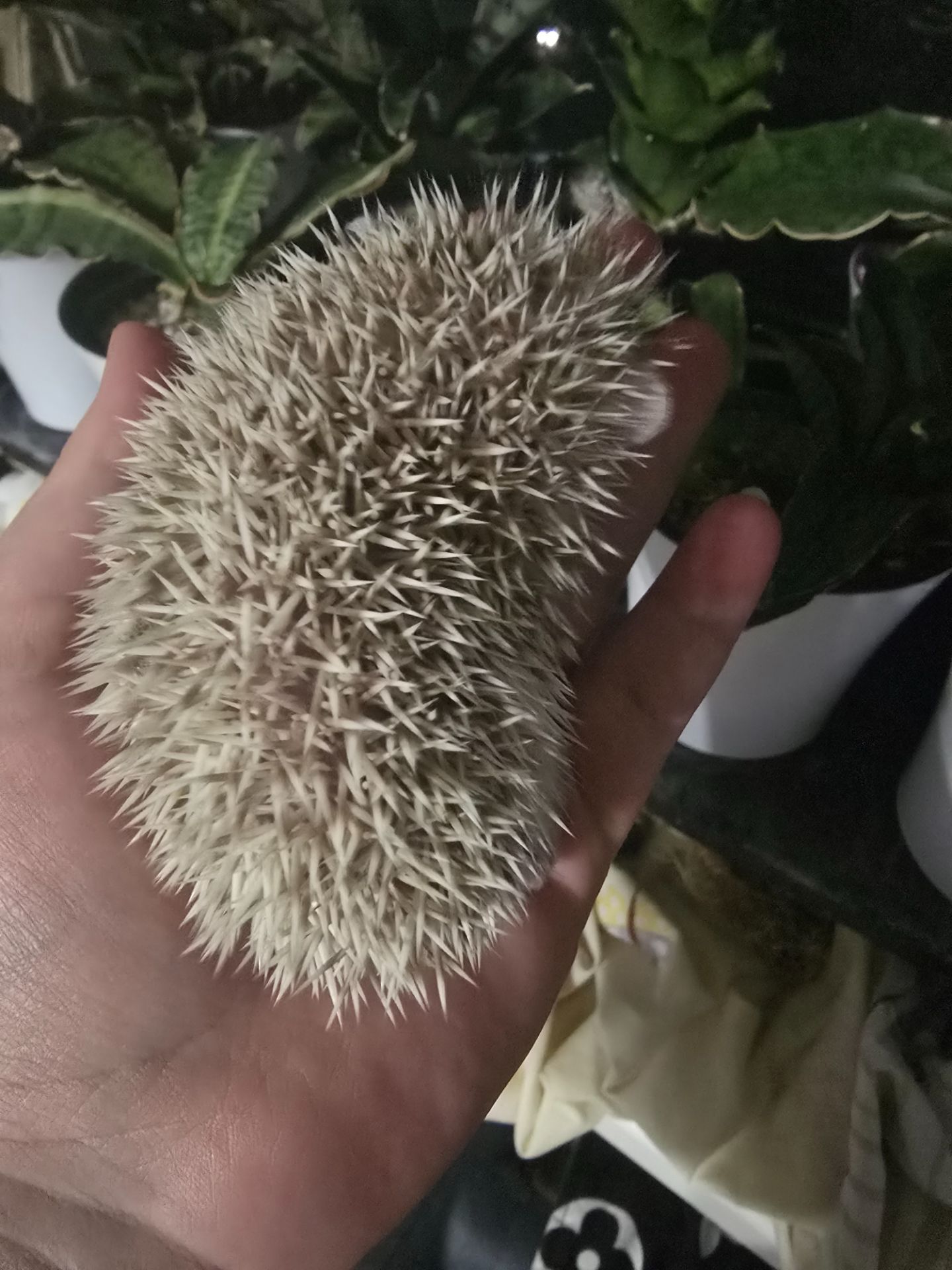 Африканский еж мальчик корица