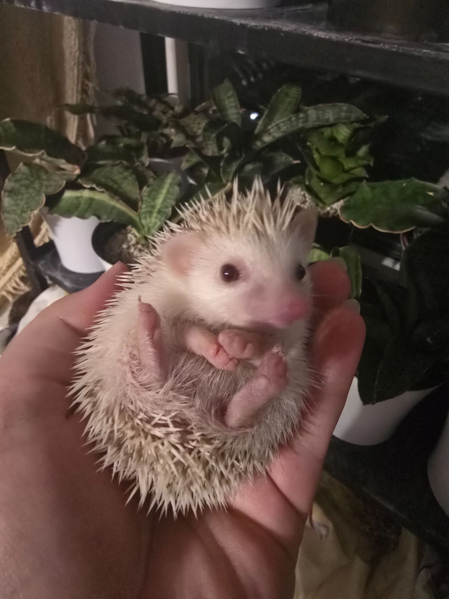 Африканский еж мальчик корица