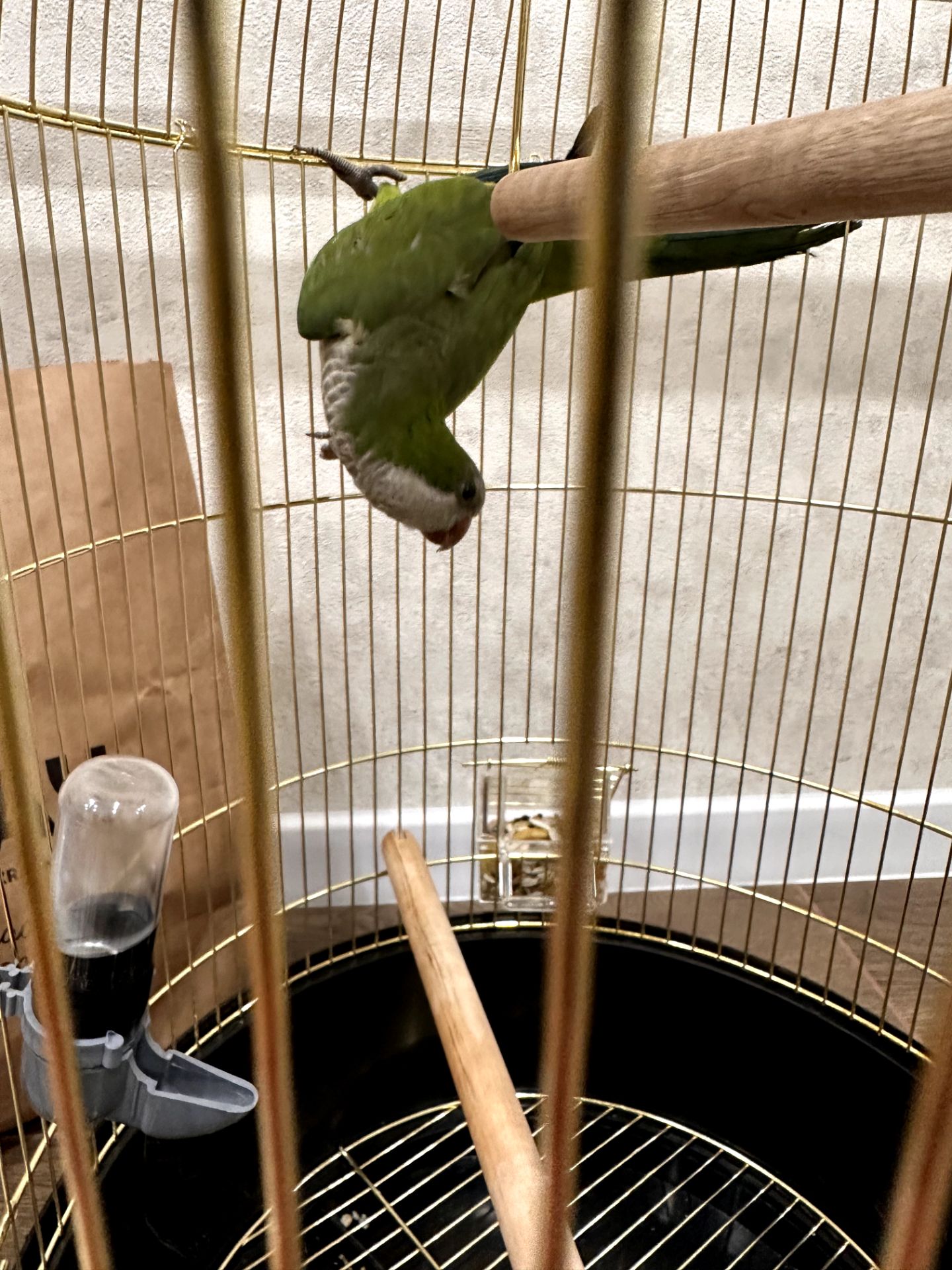 Віддамо безкоштовно молодого папугу монаха (Quaker) у хороші руки