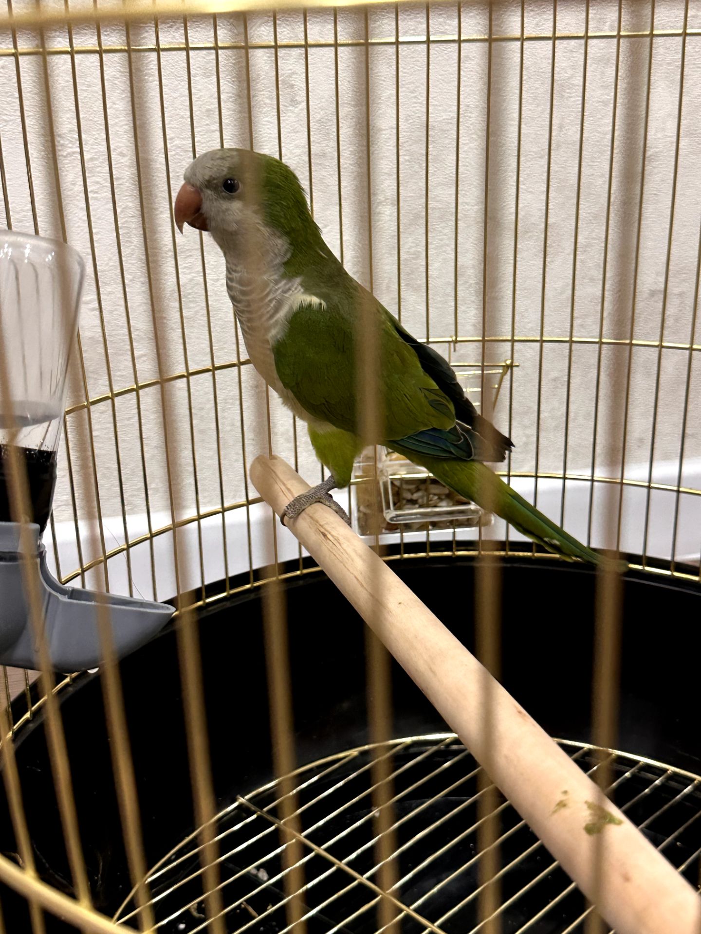 Віддамо безкоштовно молодого папугу монаха (Quaker) у хороші руки