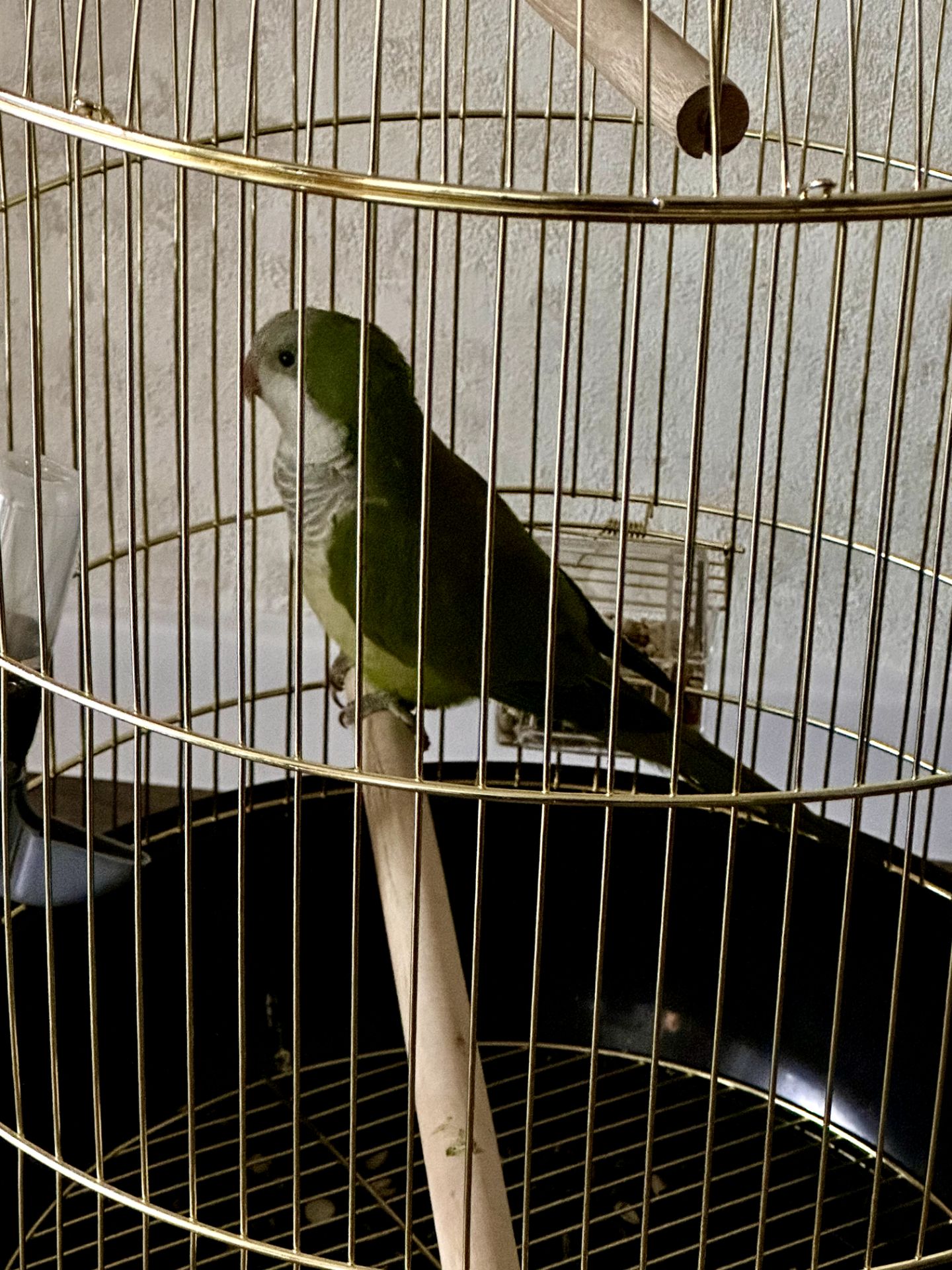 Віддамо безкоштовно молодого папугу монаха (Quaker) у хороші руки