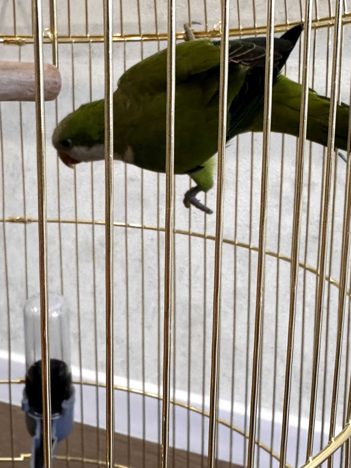 Віддамо безкоштовно молодого папугу монаха (Quaker) у хороші руки