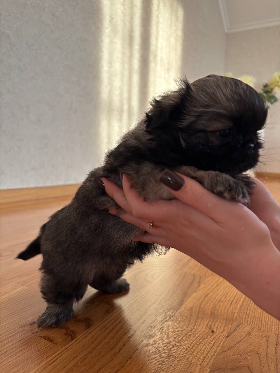 Цуценя пекінеса