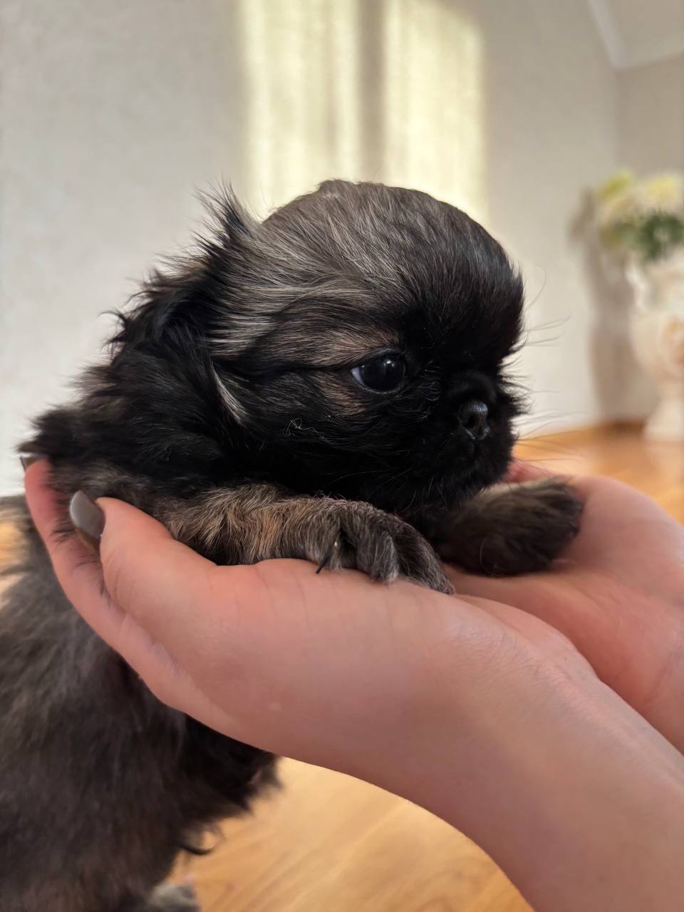 Цуценя пекінеса