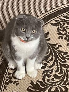 Хлопчику 3 місяці, має ім'я Том