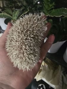 Африканский еж мальчик корица