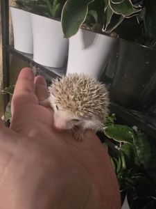 Африканский еж мальчик корица