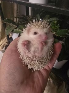 Африканский еж мальчик корица