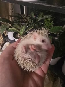 Африканский еж мальчик корица