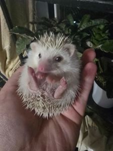 Африканский еж мальчик корица