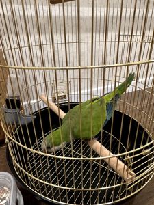 Віддамо безкоштовно молодого папугу монаха (Quaker) у хороші руки