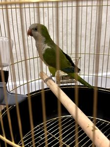 Віддамо безкоштовно молодого папугу монаха (Quaker) у хороші руки