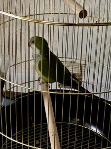 Віддамо безкоштовно молодого папугу монаха (Quaker) у хороші руки