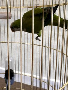 Віддамо безкоштовно молодого папугу монаха (Quaker) у хороші руки