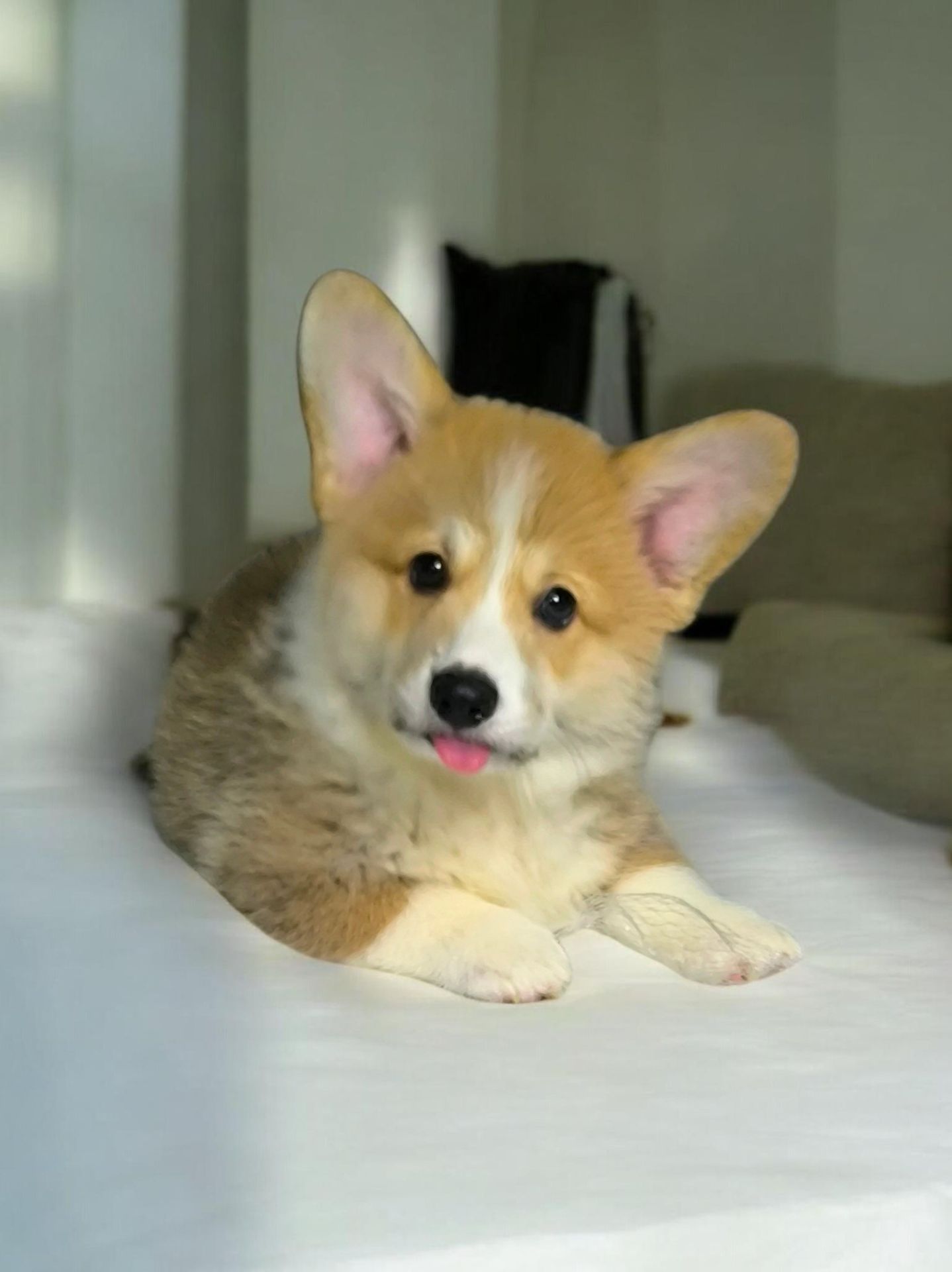 Щенок корги пемброк