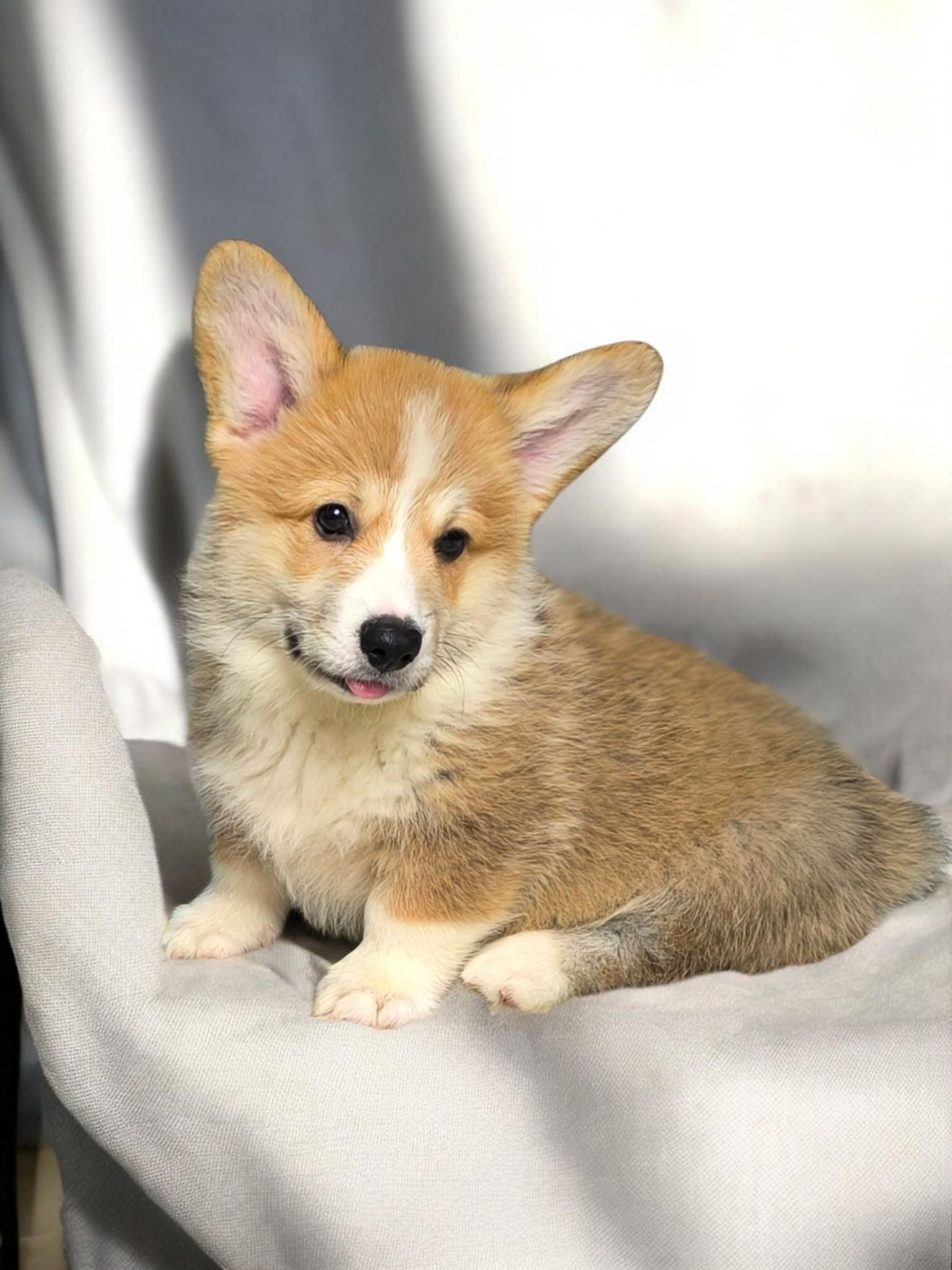 Щенок корги пемброк